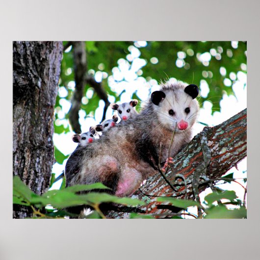 Mama Possum en Babies Poster (Voorkant)