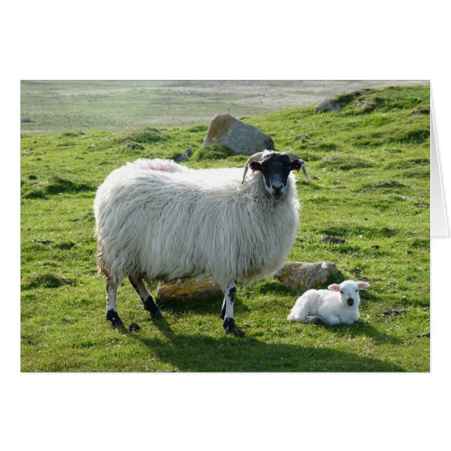 Mama Sheep en Lamb (Voorkant Horizontaal)