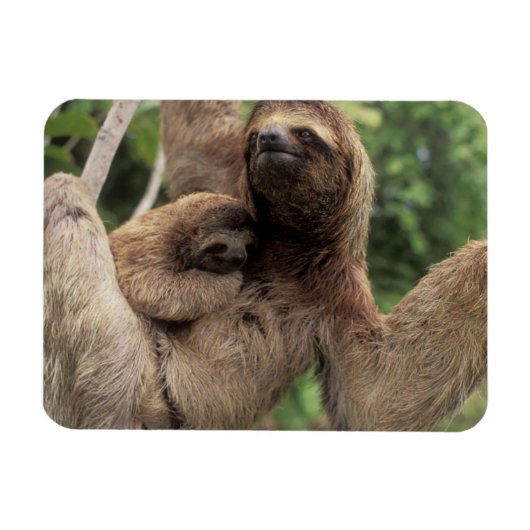 Mama Sloth en Baby Magnet Magneet (Horizontaal)