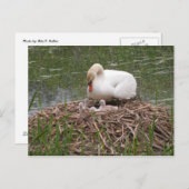 Mama Swan en Babies Briefkaart (Voorkant / Achterkant)
