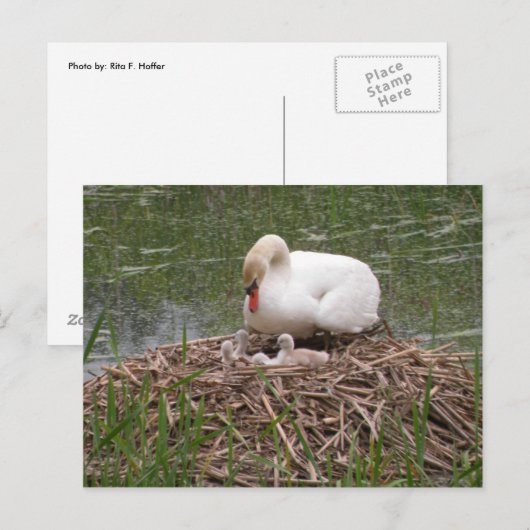 Mama Swan en Babies Briefkaart (Voorkant / Achterkant)