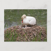 Mama Swan en Babies Briefkaart (Voorkant)