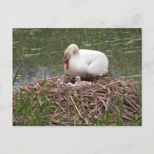 Mama Swan en Babies Briefkaart (Voorkant)