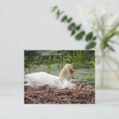 Mama Swan en Baby Briefkaart (Staand voorkant)