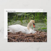 Mama Swan en Baby Briefkaart (Voorkant / Achterkant)