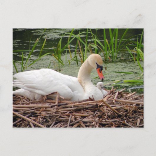 Mama Swan en Baby Briefkaart (Voorkant)