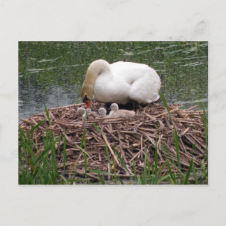 Mama Swan Tending to Cygnets Briefkaart (2)