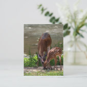 Mama Whitetail Deer en Fawn Briefkaart (Staand voorkant)