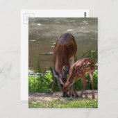 Mama Whitetail Deer en Fawn Briefkaart (Voorkant / Achterkant)