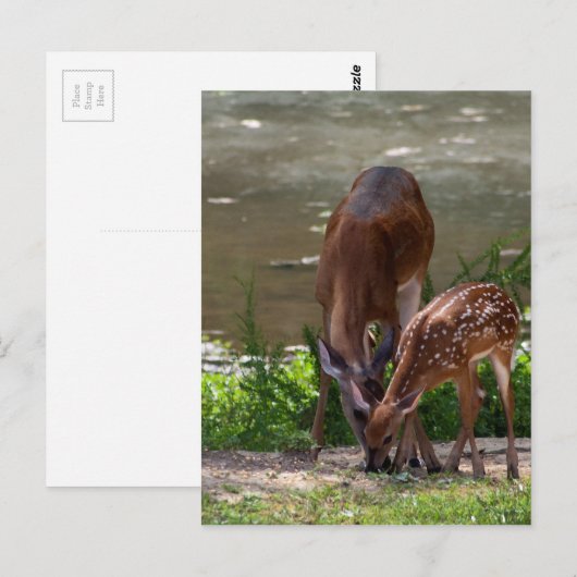 Mama Whitetail Deer en Fawn Briefkaart (Voorkant / Achterkant)