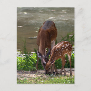 Mama Whitetail Deer en Fawn Briefkaart