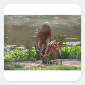 Mama Whitetail Herten en Fawn Vierkante Sticker
