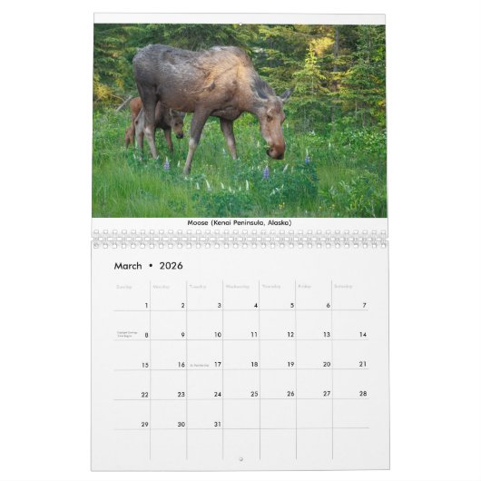 Mamas & Little Ones: A 2026 Wildlife Calendar Kalender (Mar 2026)