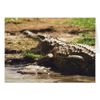 Mamba (krokodil)