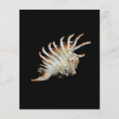 Mambeda Lambis Shell Spider Flyer (Voorkant)