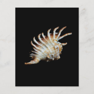 Mambeda Lambis Shell Spider Flyer