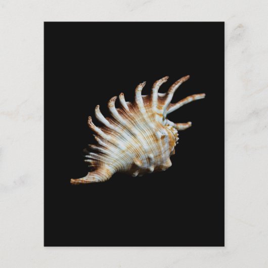 Mambeda Lambis Shell Spider Flyer (Voorkant)