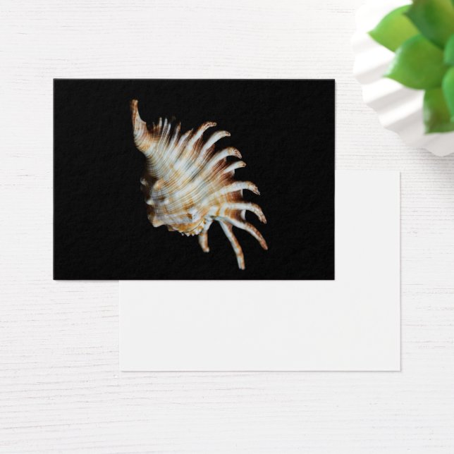 Mambeda Lambis Shell Spider Visitekaartje (Bureau)