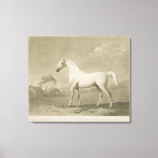 Mambrino, na George Stubbs, 1788 (mezzotint) Canvas Afdruk (Voorkant)