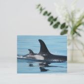 Mamma en de Orka van het Baby Briefkaart (Staand voorkant)