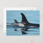 Mamma en de Orka van het Baby Briefkaart (Voorkant / Achterkant)