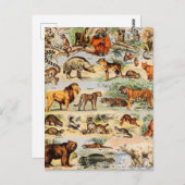 Mammal Kingdom Briefkaart (Voorkant / Achterkant)