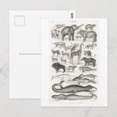  MAMMALS BRIEFKAART DIERENCHART (Voorkant / Achterkant)