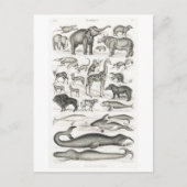 MAMMALS BRIEFKAART DIERENCHART (Voorkant)