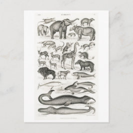  MAMMALS BRIEFKAART DIERENCHART