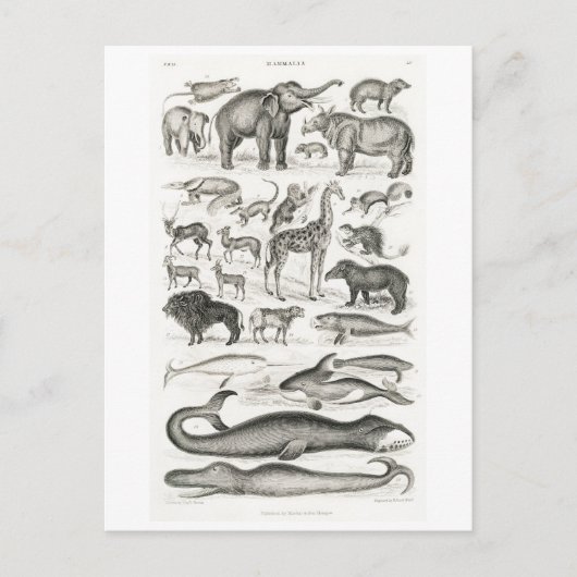  MAMMALS BRIEFKAART DIERENCHART (Voorkant)