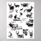 MAMMALS POSTER (Voorkant)