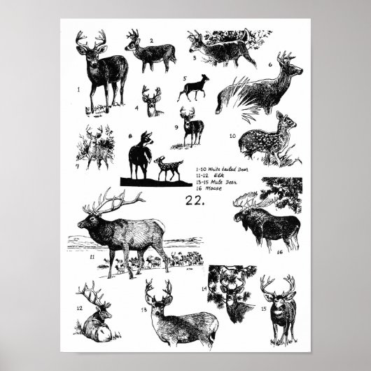 MAMMALS POSTER (Voorkant)