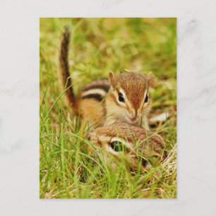 Mammie en Baby Chipmunk Briefkaart