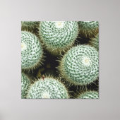 Mammillaria hahniana canvas afdruk (Voorkant)