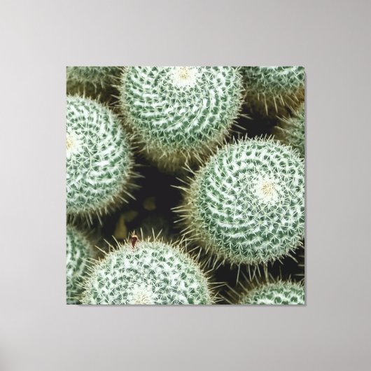 Mammillaria hahniana canvas afdruk (Voorkant)