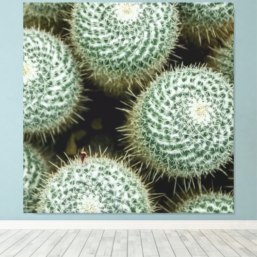 Mammillaria hahniana canvas afdruk (Insitu (Houten vloer))