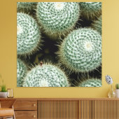 Mammillaria hahniana canvas afdruk (Insitu (Woonkamer))