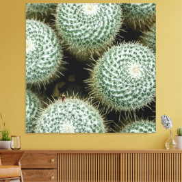 Mammillaria hahniana canvas afdruk