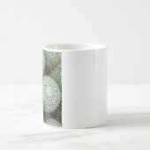 Mammillaria hahniana koffiemok (Center)