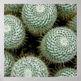 Mammillaria hahniana poster