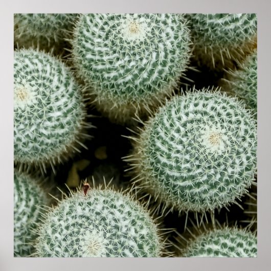 Mammillaria hahniana poster (Voorkant)