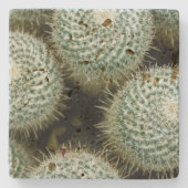 Mammillaria hahniana stenen onderzetter (Voorkant)