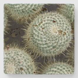 Mammillaria hahniana stenen onderzetter