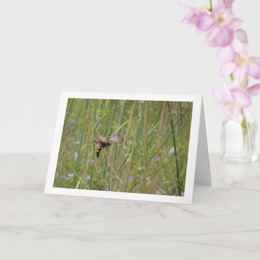 Mammoetwesp - Megascolia maculata Kaart (Orchidee)