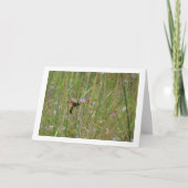 Mammoetwesp - Megascolia maculata Kaart (Voorkant)