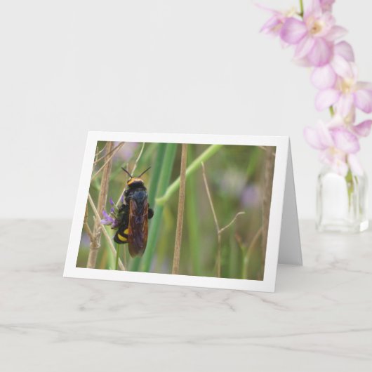 Mammoetwesp - Megascolia maculata Kaart (Orchidee)