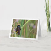 Mammoetwesp - Megascolia maculata Kaart (Voorkant)