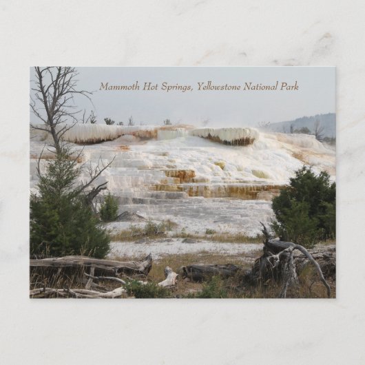 Mammoth Hot Springs, Yellowstone National Park Briefkaart (Voorkant)