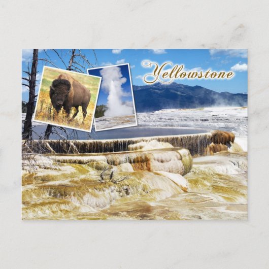 Mammoth Hot Springs, Yellowstone National Park Briefkaart (Voorkant)