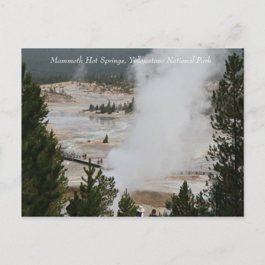 Mammoth Hot Springs, Yellowstone National Park Briefkaart (Voorkant)